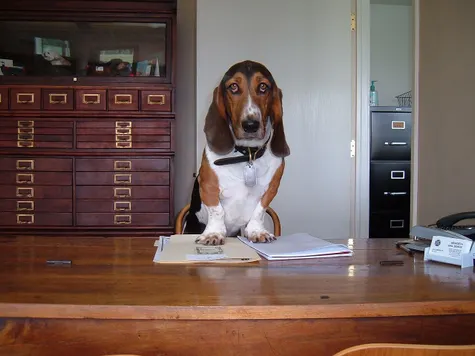 The Merideth basset hound behind the office desk